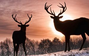 Preview wallpaper deer, silhouette, shadow, nature, walk