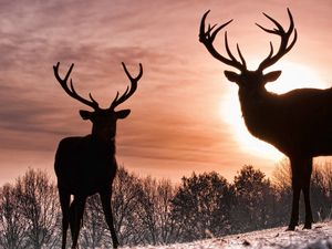 Preview wallpaper deer, silhouette, shadow, nature, walk