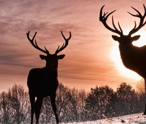 Preview wallpaper deer, silhouette, shadow, nature, walk