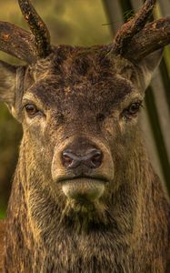 Preview wallpaper deer, snout, horns, eyes