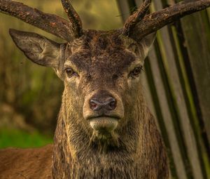 Preview wallpaper deer, snout, horns, eyes