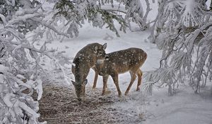 Preview wallpaper deer, snow, trees