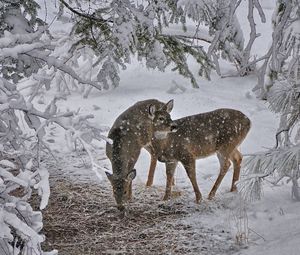 Preview wallpaper deer, snow, trees