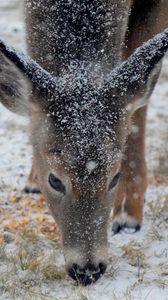 Preview wallpaper deer, snow, winter