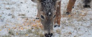 Preview wallpaper deer, snow, winter