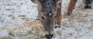 Preview wallpaper deer, snow, winter