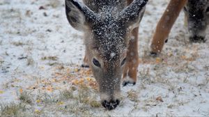 Preview wallpaper deer, snow, winter