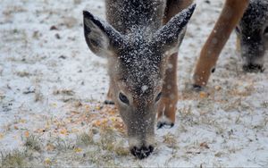 Preview wallpaper deer, snow, winter