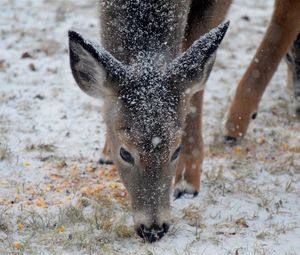 Preview wallpaper deer, snow, winter