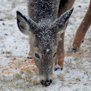 Preview wallpaper deer, snow, winter