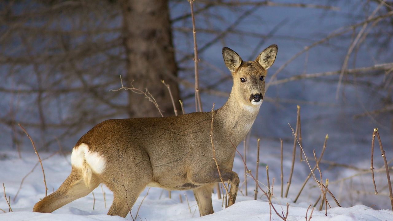 Wallpaper deer, snow, winter, branches, wood