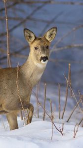 Preview wallpaper deer, snow, winter, branches, wood