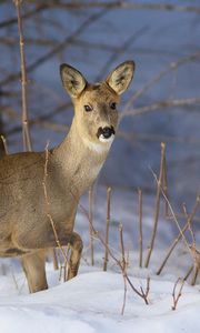 Preview wallpaper deer, snow, winter, branches, wood