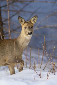 Preview wallpaper deer, snow, winter, branches, wood