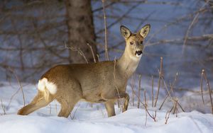 Preview wallpaper deer, snow, winter, branches, wood