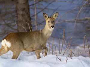 Preview wallpaper deer, snow, winter, branches, wood