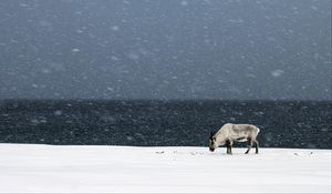 Preview wallpaper deer, snowfall, snow