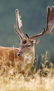 Preview wallpaper deer, spotted, animal, grass