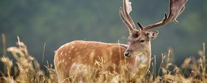 Preview wallpaper deer, spotted, animal, grass