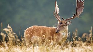 Preview wallpaper deer, spotted, animal, grass