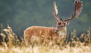 Preview wallpaper deer, spotted, animal, grass