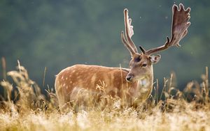 Preview wallpaper deer, spotted, animal, grass