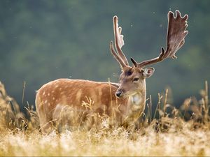 Preview wallpaper deer, spotted, animal, grass