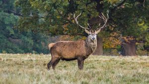 Preview wallpaper deer, stand, grass