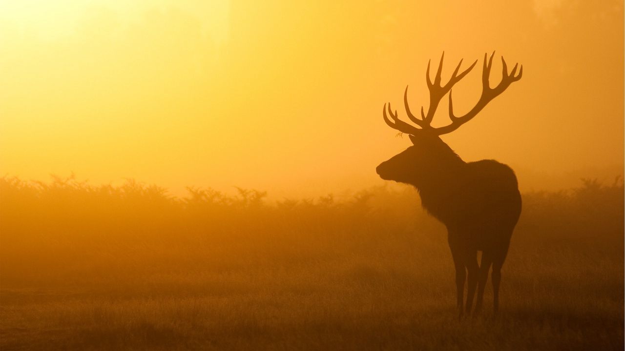 Wallpaper deer, sunrise, mist, shadow