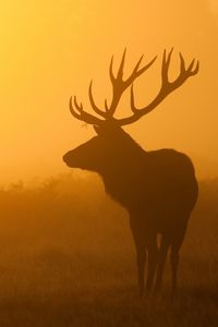 Preview wallpaper deer, sunrise, mist, shadow