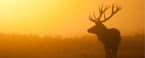 Preview wallpaper deer, sunrise, mist, shadow