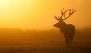 Preview wallpaper deer, sunrise, mist, shadow