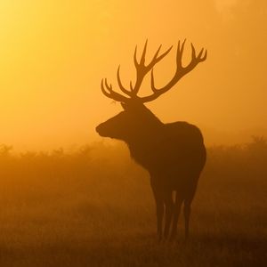 Preview wallpaper deer, sunrise, mist, shadow