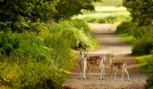 Preview wallpaper deer, trail, walk, trees