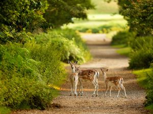 Preview wallpaper deer, trail, walk, trees