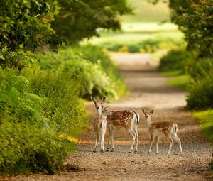 Preview wallpaper deer, trail, walk, trees