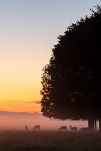 Preview wallpaper deer, tree, fog, dusk, wildlife
