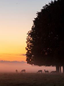 Preview wallpaper deer, tree, fog, dusk, wildlife