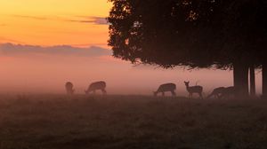 Preview wallpaper deer, tree, fog, dusk, wildlife