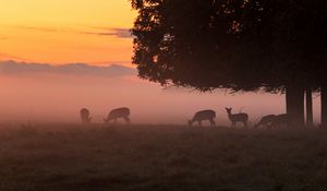 Preview wallpaper deer, tree, fog, dusk, wildlife