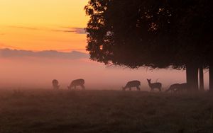 Preview wallpaper deer, tree, fog, dusk, wildlife