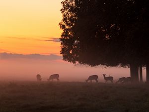 Preview wallpaper deer, tree, fog, dusk, wildlife