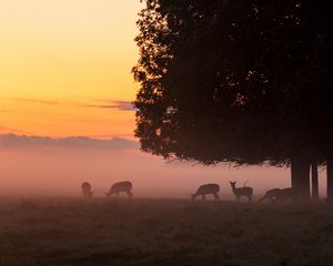 Preview wallpaper deer, tree, fog, dusk, wildlife