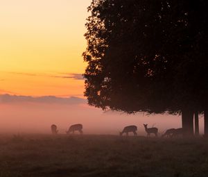 Preview wallpaper deer, tree, fog, dusk, wildlife