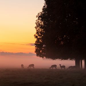 Preview wallpaper deer, tree, fog, dusk, wildlife