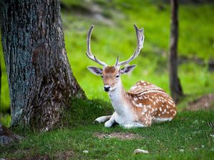 Preview wallpaper deer, tree, lie, color, forest