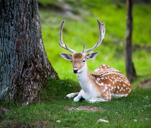 Preview wallpaper deer, tree, lie, color, forest