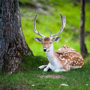 Preview wallpaper deer, tree, lie, color, forest