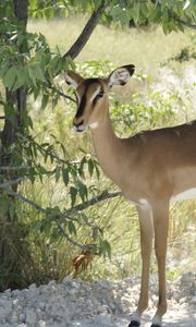 Preview wallpaper deer, trees, couple, walking, sunshine