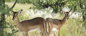 Preview wallpaper deer, trees, couple, walking, sunshine